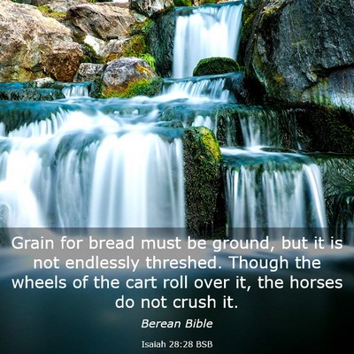 Picture 03 - Isaiah 28:28 BSB - Grain for bread must be ground, but it is not - Bible Verse Picture