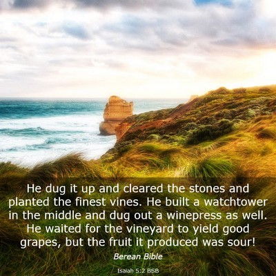Picture 03 - Isaiah 5:2 BSB - He dug it up and cleared the stones and planted - Bible Verse Picture