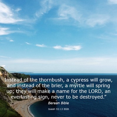 Picture 03 - Isaiah 55:13 BSB - Instead of the thornbush, a cypress will grow, - Bible Verse Picture