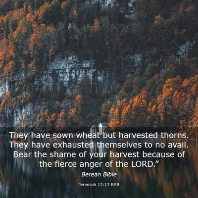 Picture 03 - Jeremiah 12:13 BSB - They have sown wheat but harvested thorns. They - Bible Verse Picture