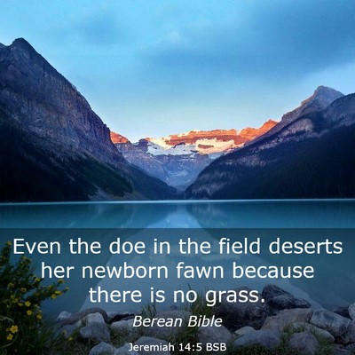 Picture 03 - Jeremiah 14:5 BSB - Even the doe in the field deserts her newborn - Bible Verse Picture