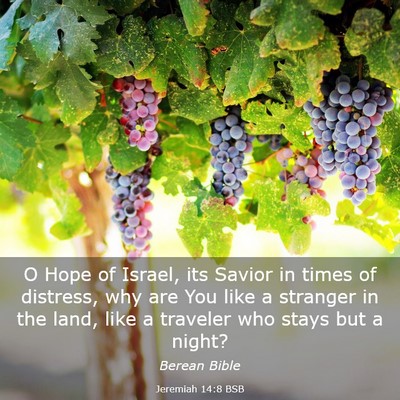 Picture 03 - Jeremiah 14:8 BSB - O Hope of Israel, its Savior in times of - Bible Verse Picture