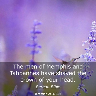 Picture 03 - Jeremiah 2:16 BSB - The men of Memphis and Tahpanhes have shaved the - Bible Verse Picture