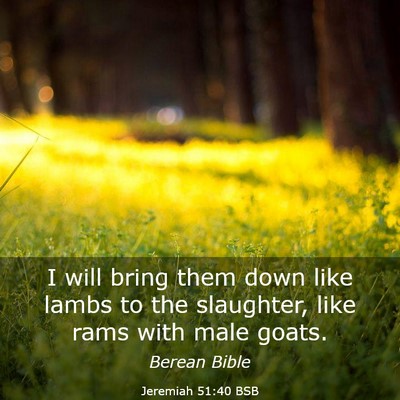 Picture 03 - Jeremiah 51:40 BSB - I will bring them down like lambs to the - Bible Verse Picture