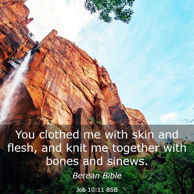 Picture 03 - Job 10:11 BSB - You clothed me with skin and flesh, and knit me - Bible Verse Picture