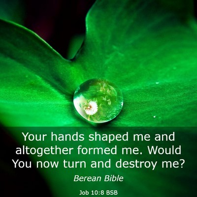 Picture 03 - Job 10:8 BSB - Your hands shaped me and altogether formed me. - Bible Verse Picture
