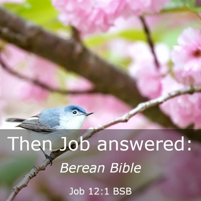 Picture 03 - Job 12:1 BSB - Then Job - Bible Verse Picture