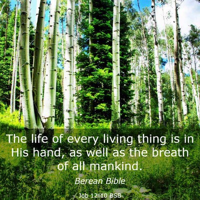 Picture 03 - Job 12:10 BSB - The life of every living thing is in His hand, as - Bible Verse Picture