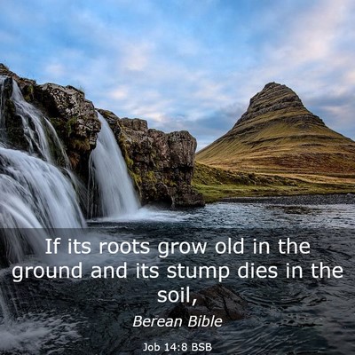 Picture 03 - Job 14:8 BSB - If its roots grow old in the ground and its stump - Bible Verse Picture