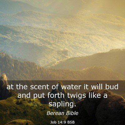 Picture 03 - Job 14:9 BSB - at the scent of water it will bud and put forth - Bible Verse Picture