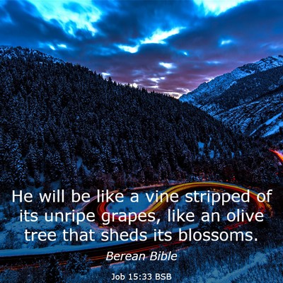 Picture 03 - Job 15:33 BSB - He will be like a vine stripped of its unripe - Bible Verse Picture