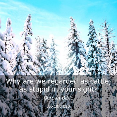 Picture 03 - Job 18:3 BSB - Why are we regarded as cattle, as stupid in your - Bible Verse Picture