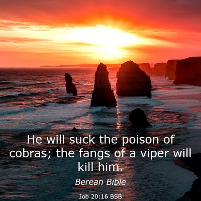 Picture 03 - Job 20:16 BSB - He will suck the poison of cobras; the fangs of a - Bible Verse Picture