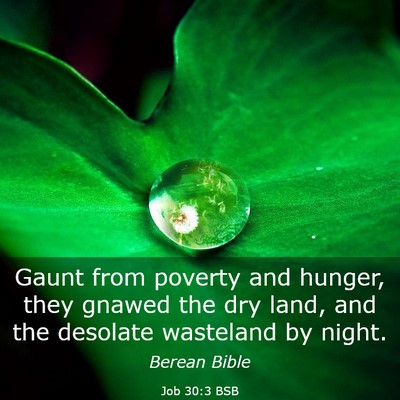 Picture 03 - Job 30:3 BSB - Gaunt from poverty and hunger, they gnawed the - Bible Verse Picture