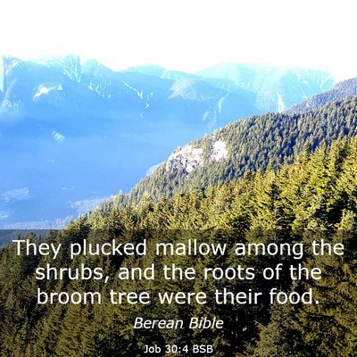 Picture 03 - Job 30:4 BSB - They plucked mallow among the shrubs, and the - Bible Verse Picture