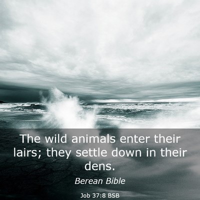 Picture 03 - Job 37:8 BSB - The wild animals enter their lairs; they settle - Bible Verse Picture
