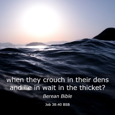 Picture 03 - Job 38:40 BSB - when they crouch in their dens and lie in wait in - Bible Verse Picture
