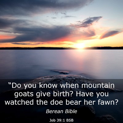 Picture 03 - Job 39:1 BSB - “Do you know when mountain goats give birth? - Bible Verse Picture