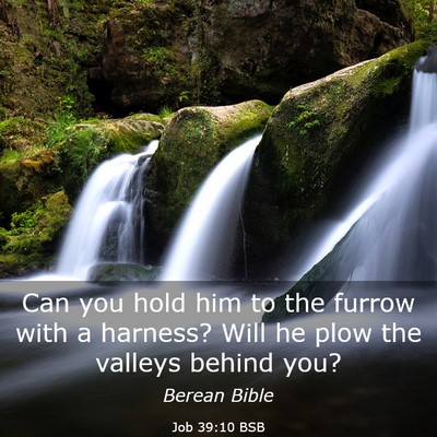 Picture 03 - Job 39:10 BSB - Can you hold him to the furrow with a harness? - Bible Verse Picture