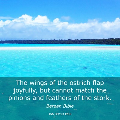 Picture 03 - Job 39:13 BSB - The wings of the ostrich flap joyfully, but - Bible Verse Picture