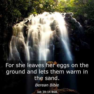 Picture 03 - Job 39:14 BSB - For she leaves her eggs on the ground and lets - Bible Verse Picture