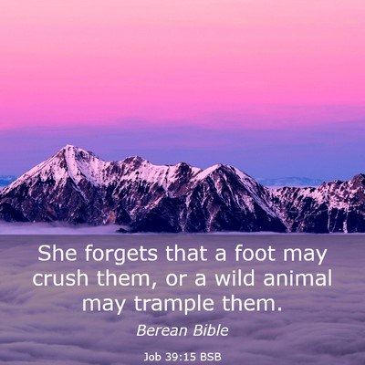 Picture 03 - Job 39:15 BSB - She forgets that a foot may crush them, or a wild - Bible Verse Picture