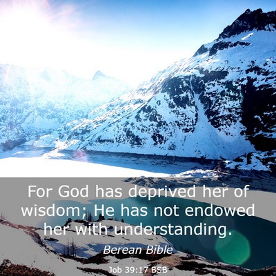 Picture 03 - Job 39:17 BSB - For God has deprived her of wisdom; He has not - Bible Verse Picture
