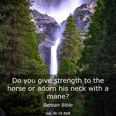 Picture 03 - Job 39:19 BSB - Do you give strength to the horse or adorn his - Bible Verse Picture