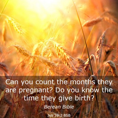 Picture 03 - Job 39:2 BSB - Can you count the months they are pregnant? Do - Bible Verse Picture