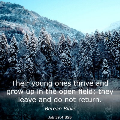 Picture 03 - Job 39:4 BSB - Their young ones thrive and grow up in the open - Bible Verse Picture
