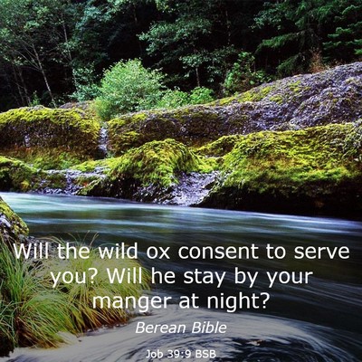 Picture 03 - Job 39:9 BSB - Will the wild ox consent to serve you? Will he - Bible Verse Picture
