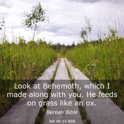 Picture 03 - Job 40:15 BSB - Look at Behemoth, which I made along with you. He - Bible Verse Picture
