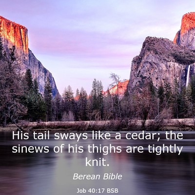 Picture 03 - Job 40:17 BSB - His tail sways like a cedar; the sinews of his - Bible Verse Picture