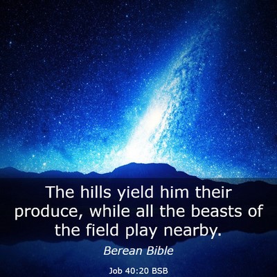 Picture 03 - Job 40:20 BSB - The hills yield him their produce, while all the - Bible Verse Picture