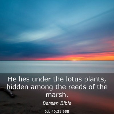 Picture 03 - Job 40:21 BSB - He lies under the lotus plants, hidden among the - Bible Verse Picture