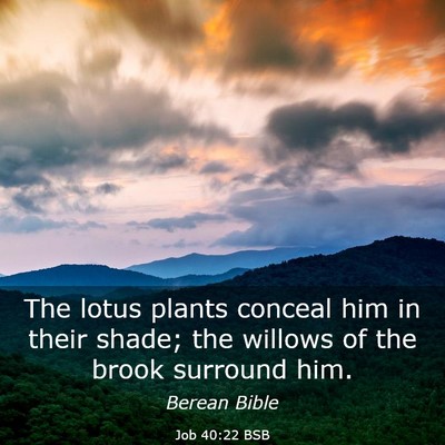 Picture 03 - Job 40:22 BSB - The lotus plants conceal him in their shade; the - Bible Verse Picture
