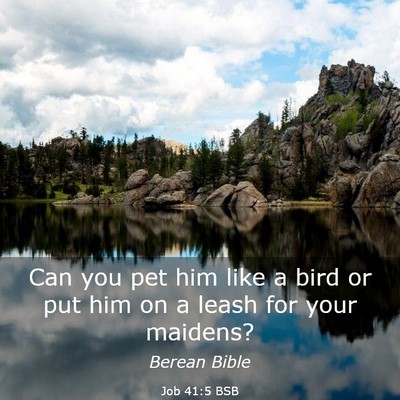 Picture 03 - Job 41:5 BSB - Can you pet him like a bird or put him on a leash - Bible Verse Picture