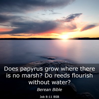 Picture 03 - Job 8:11 BSB - Does papyrus grow where there is no marsh? Do - Bible Verse Picture