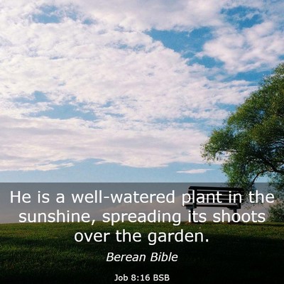 Picture 03 - Job 8:16 BSB - He is a well-watered plant in the sunshine, - Bible Verse Picture