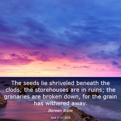 Picture 03 - Joel 1:17 BSB - The seeds lie shriveled beneath the clods; the - Bible Verse Picture