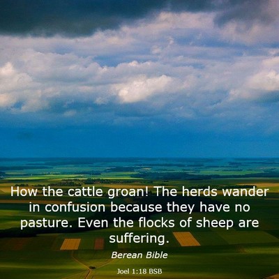 Picture 03 - Joel 1:18 BSB - How the cattle groan! The herds wander in - Bible Verse Picture