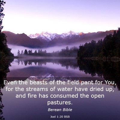 Picture 03 - Joel 1:20 BSB - Even the beasts of the field pant for You, for - Bible Verse Picture