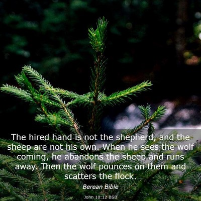 Picture 03 - John 10:12 BSB - The hired hand is not the shepherd, and the sheep - Bible Verse Picture