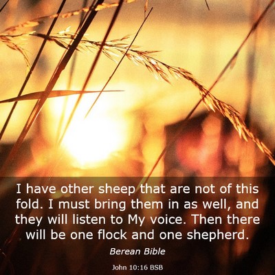 Picture 03 - John 10:16 BSB - I have other sheep that are not of this fold. I - Bible Verse Picture