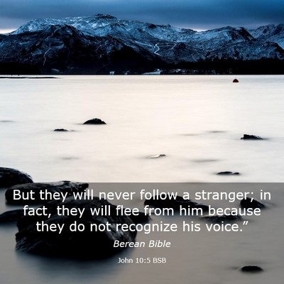 Picture 03 - John 10:5 BSB - But they will never follow a stranger; in fact, - Bible Verse Picture