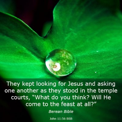Picture 03 - John 11:56 BSB - They kept looking for Jesus and asking one - Bible Verse Picture