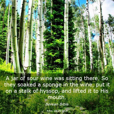 Picture 03 - John 19:29 BSB - A jar of sour wine was sitting there. So they - Bible Verse Picture