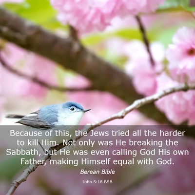 Picture 03 - John 5:18 BSB - Because of this, the Jews tried all the harder to - Bible Verse Picture