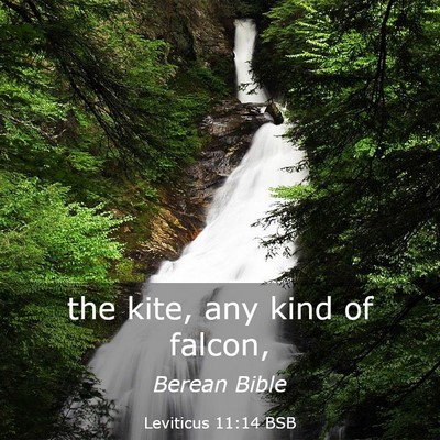 Picture 03 - Leviticus 11:14 BSB - the kite, any kind of - Bible Verse Picture