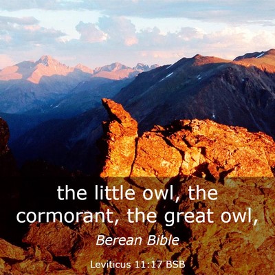 Picture 03 - Leviticus 11:17 BSB - the little owl, the cormorant, the great - Bible Verse Picture